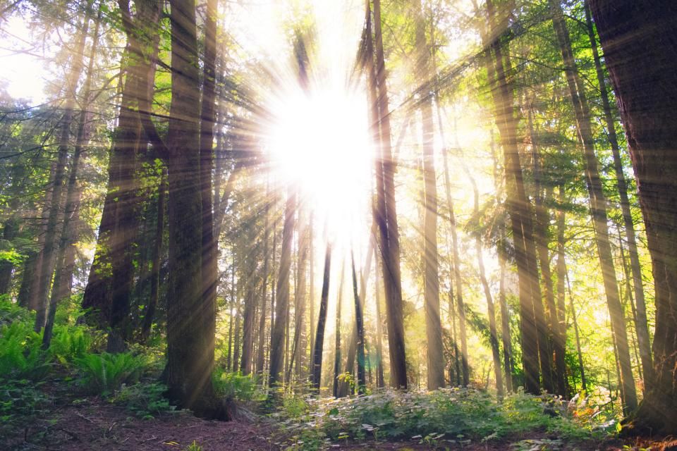Sonnenlicht fällt durch hohe Bäume